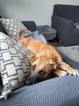 Mixed Breed Dogs Available for Adoption - Mario | PetCurious