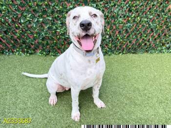 Mixed Breed Dogs Available for Adoption in West Palm Beach, Florida - MARINA | PetCurious