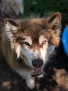 Kota -  Alaskan Malamute Dog for Adoption in Comox, British Columbia - Kota | PetCurious
