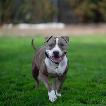 Rescue Mixed Breed Dogs for Adoption in Medford, Oregon - Ziggy | PetCurious