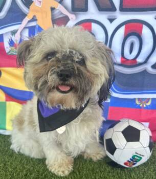 Jayden -  Shih Tzu Dog for Adoption in Canutillo, Texas - Jayden | PetCurious