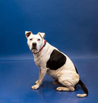 Pen 127 Teddy Hw + -  Pit Bull Terrier Dog for Adoption in Lawrenceville, Georgia - Pen 127 Teddy Hw + | PetCurious