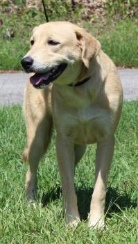 Coley 44306 -  Yellow Labrador Retriever and Shepherd Dog for Adoption in Prattville, Alabama - Coley 44306 | PetCurious