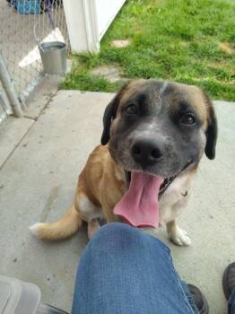 Prince 46360 -  Labrador Retriever and Boxer Dog for Adoption in Pocatello, Idaho - Prince 46360 | PetCurious