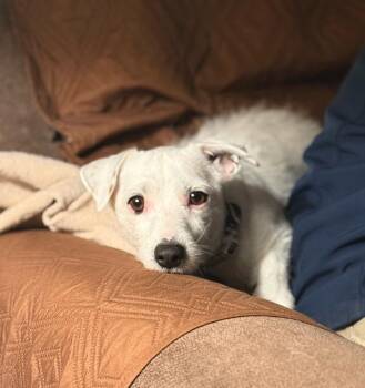 Jack Russell Terrier Dogs Available for Adoption in Panama City, Florida - Lily | PetCurious