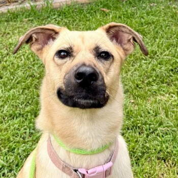 Rescue Black Mouth Cur Dogs for Adoption in Locust Fork, Alabama - Dee Dee Lower Fee!! | PetCurious
