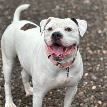 Mixed Breed Dogs Available for Adoption - Belle | PetCurious