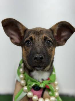 Tahoe-One of our Amazing Rescue Dogs -  German Shepherd Dog and Belgian Shepherd Malinois Dog for Adoption in Carlsbad, California - Tahoe-One Of Our Amazing Rescue Dogs | PetCurious