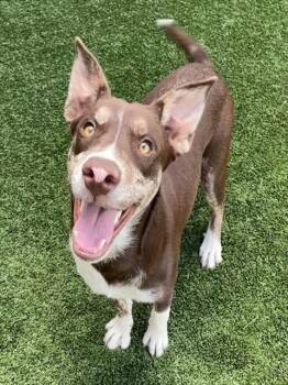HOWDY -  Mixed Breed Dog for Adoption in Palmetto, Florida - HOWDY | PetCurious