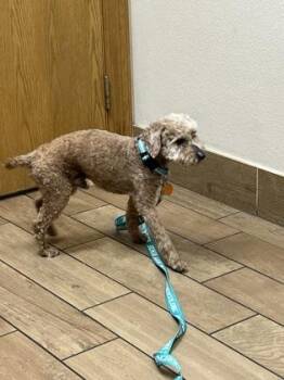 Poodle and Mixed Breed Dogs Available for Adoption in Fort Worth, Texas - Keller | PetCurious
