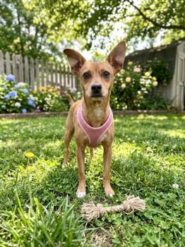 Harper -  Terrier and Miniature Pinscher Dog for Adoption in St. Augustine, Florida - Harper | PetCurious