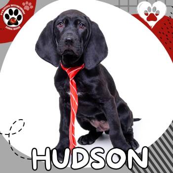 Bloodhound and Labrador Retriever Dogs Available for Adoption - HUDSON | PetCurious