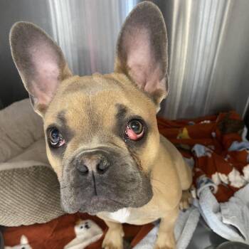 French Bulldog Dogs Available for Adoption - Caesar | PetCurious