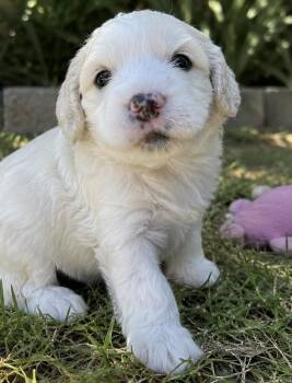 Dottie and Winnie -  Miniature Poodle and Goldendoodle Dog for Adoption in Cerritos, California - Dottie And Winnie | PetCurious