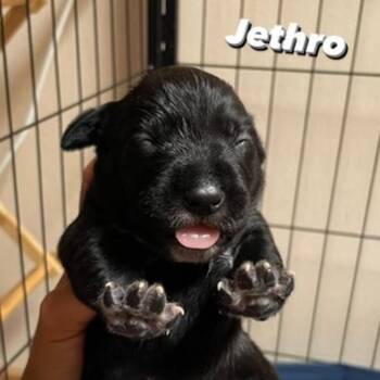 Jethro -  German Shorthaired Pointer and Australian Shepherd Dog for Adoption in Sacramento, California - Jethro | PetCurious