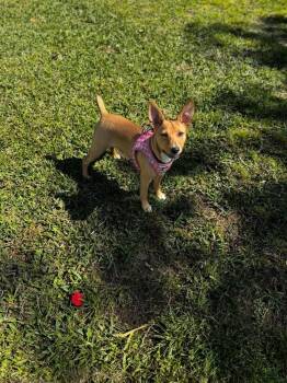 Rat Terrier Dogs Available for Adoption - Destiny | PetCurious