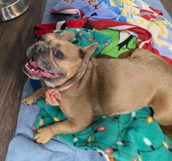 French Bulldog Dogs Available for Adoption in Severance, Colorado - Esme | PetCurious