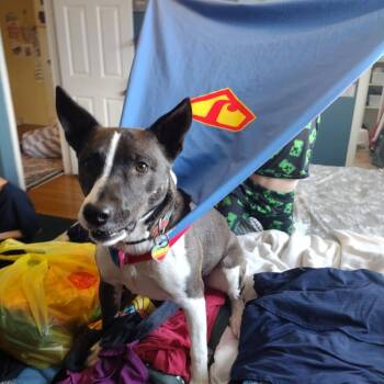 Rescue Pit Bull Terrier and German Shepherd Dog Dogs for Adoption in Foxfield, Colorado - Sheba | PetCurious