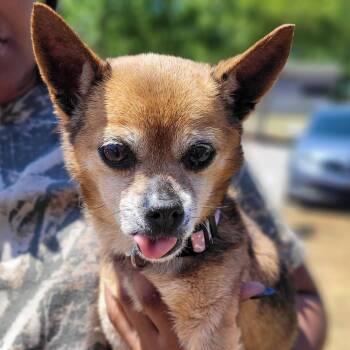 Chihuahua Dogs Available for Adoption in Orangeburg, South Carolina - Coco | PetCurious