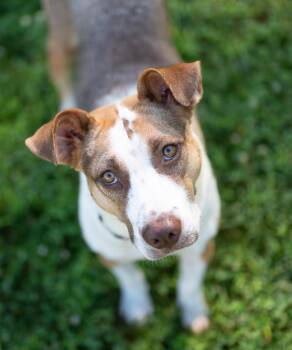 Clara Belle -  Anatolian Shepherd Dog for Adoption in Stratham, New Hampshire - Clara Belle | PetCurious