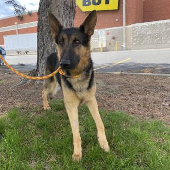 German Shepherd Dog Dogs Available for Adoption in Spokane, Washington - Malesh | PetCurious