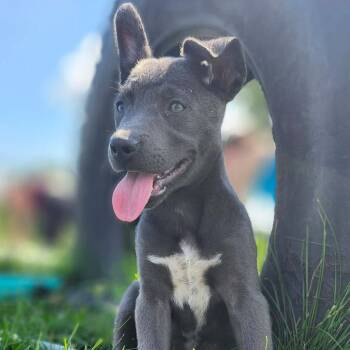 Jane -  Labrador Retriever Dog for Adoption in Monticello, Iowa - Jane | PetCurious