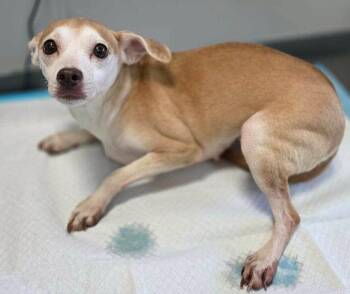 Darci (AL) -  Chihuahua Dog for Adoption in New York, New York - Darci (AL) | PetCurious
