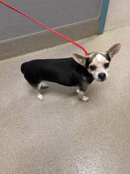 Chihuahua Dogs Available for Adoption - SHERLOCK BONES | PetCurious