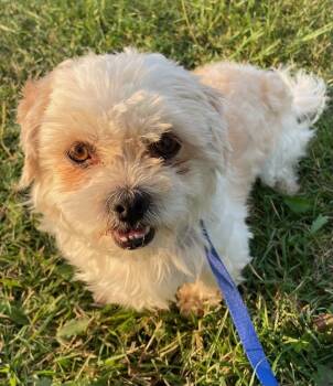 Ducky -  Shih Tzu Dog for Adoption in Polson, Montana - Ducky | PetCurious