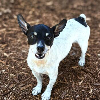 Turbo -  Rat Terrier Dog for Adoption in Boerne, Texas - Turbo | PetCurious