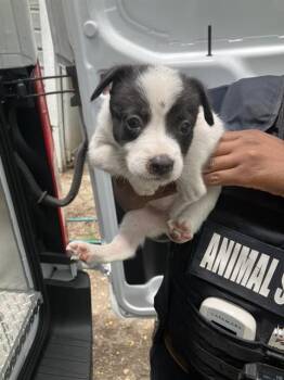 WAVY -  Mixed Breed Dog for Adoption in Dallas, Texas - WAVY | PetCurious