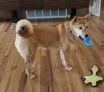 Shiba Inu Dogs Available for Adoption - Athena | PetCurious