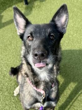 Belgian Waffle -  Mixed Breed Dog for Adoption in Wichita, Kansas - Belgian Waffle | PetCurious