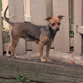 Rosie -  Chihuahua Dog for Adoption in Pembroke, Massachusetts - Rosie | PetCurious