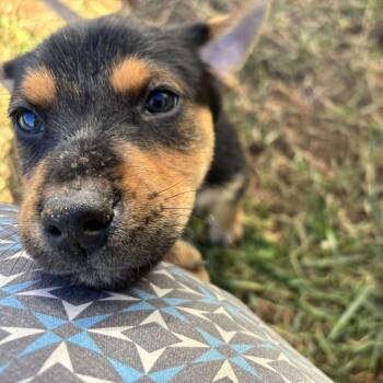 Rescue Doberman Pinscher Dogs for Adoption in Fredericksburg, Virginia - Reputation Rum | PetCurious