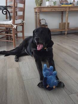 Black Labrador Retriever Dogs Available for Adoption in Cresco, Pennsylvania - Onyx | PetCurious