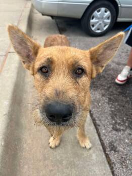 Rescue Airedale Terrier and Mixed Breed Dogs for Adoption in Edmond, Oklahoma - Brady | PetCurious