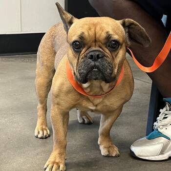 French Bulldog Dogs Available for Adoption in Tampa, Florida - Stella | PetCurious