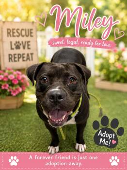 Miley -  Staffordshire Bull Terrier Dog for Adoption in Kenedy, Texas - Miley | PetCurious