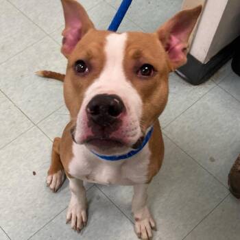 Mixed Breed Dogs Available for Adoption in Philadelphia, Pennsylvania - Vincent | PetCurious