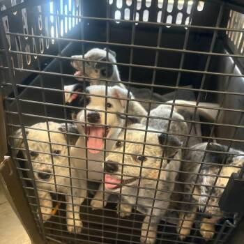 Echo -  Mixed Breed Dog for Adoption in Dekalb, Illinois - Echo | PetCurious
