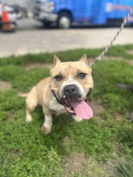 Rescue American Bully Dogs for Adoption in Newark, New Jersey - Jade | PetCurious