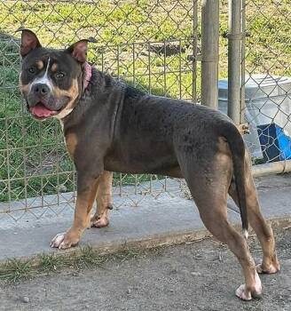 Pit Bull Terrier and Mixed Breed Dogs Available for Adoption in Sacramento, California - CARMEL APPLEPOP | PetCurious