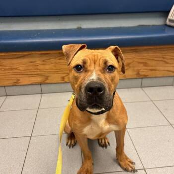 Doc Brown -  Pit Bull Terrier and Boxer Dog for Adoption in Buffalo, New York - Doc Brown | PetCurious