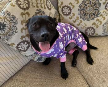 Rescue Pit Bull Terrier and Chihuahua Dogs for Adoption in Randleman, North Carolina - Bash | PetCurious