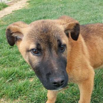 German Shepherd Dog Dogs Available for Adoption in Corydon, Indiana - Stinkers | PetCurious