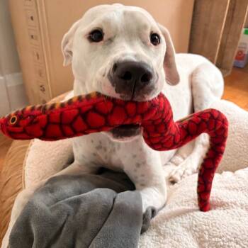 Rescue Pit Bull Terrier Dogs for Adoption in Baltimore, Maryland - Dollar | PetCurious