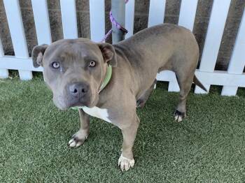 Pit Bull Terrier Dogs Available for Adoption - A608764 | PetCurious