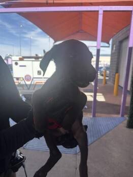 Retriever and Pit Bull Terrier Dogs Available for Adoption in El Paso, Texas - 60868339 | PetCurious