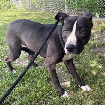 Mixed Breed Dogs Available for Adoption in Saint Joseph, Missouri - Cally | PetCurious